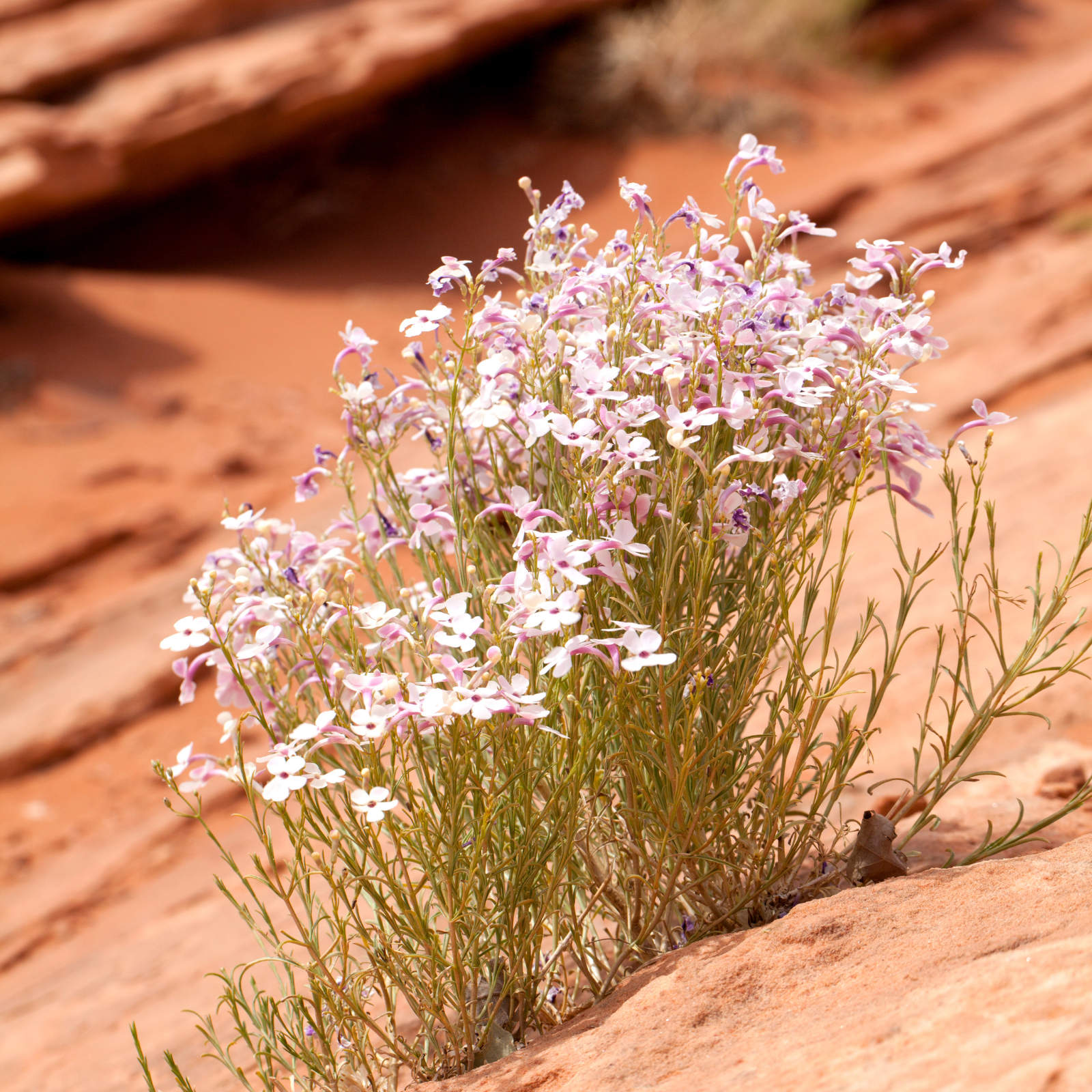 A wildflower in the desert. Desert Wildflower fragrance oil by Scentivore. For soap and candle making.