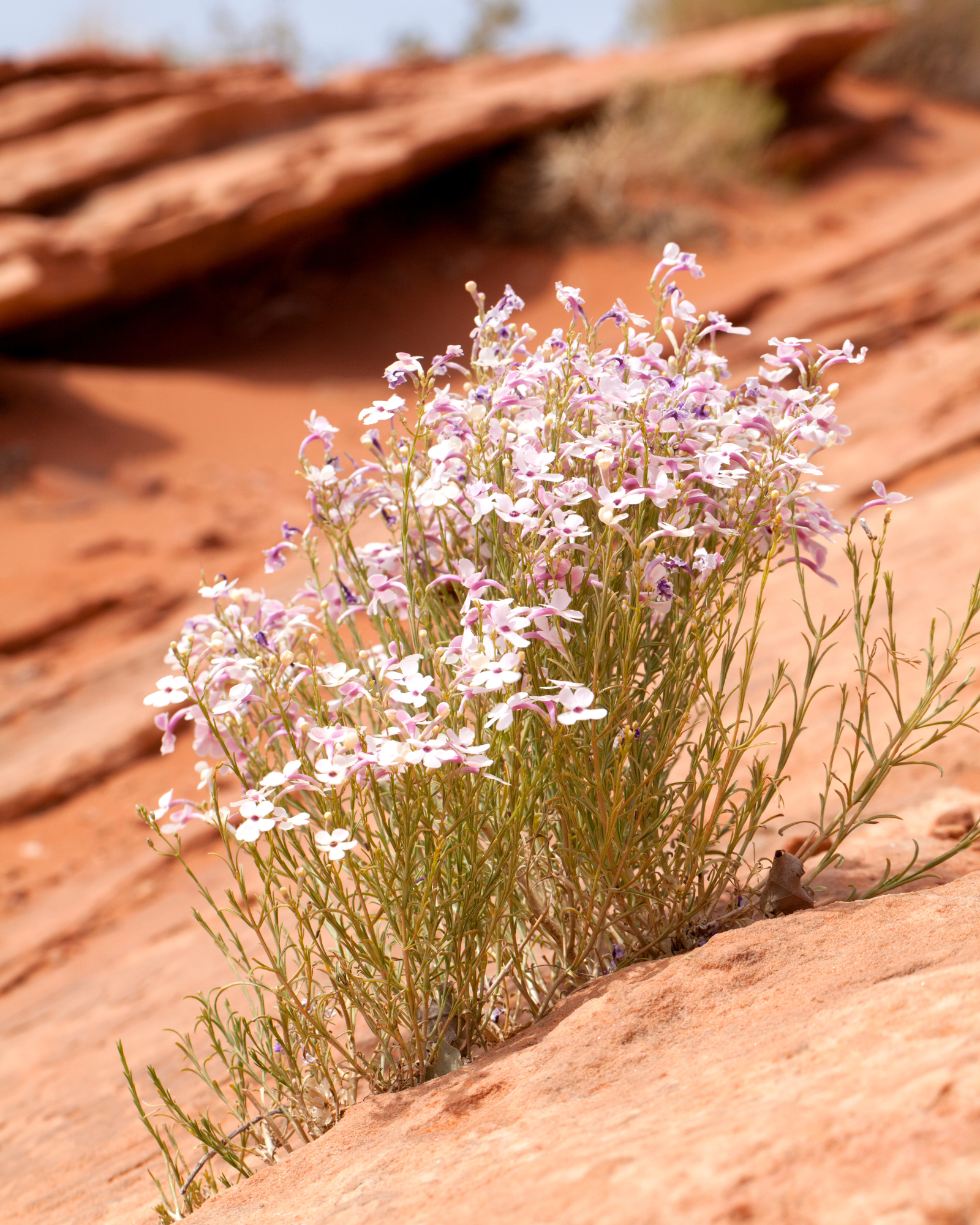 A wildflower in the desert. Desert Wildflower fragrance oil by Scentivore. For soap and candle making.