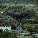 A lush dragon tree. Dragon's Blood fragrance oil by Scentivore. 