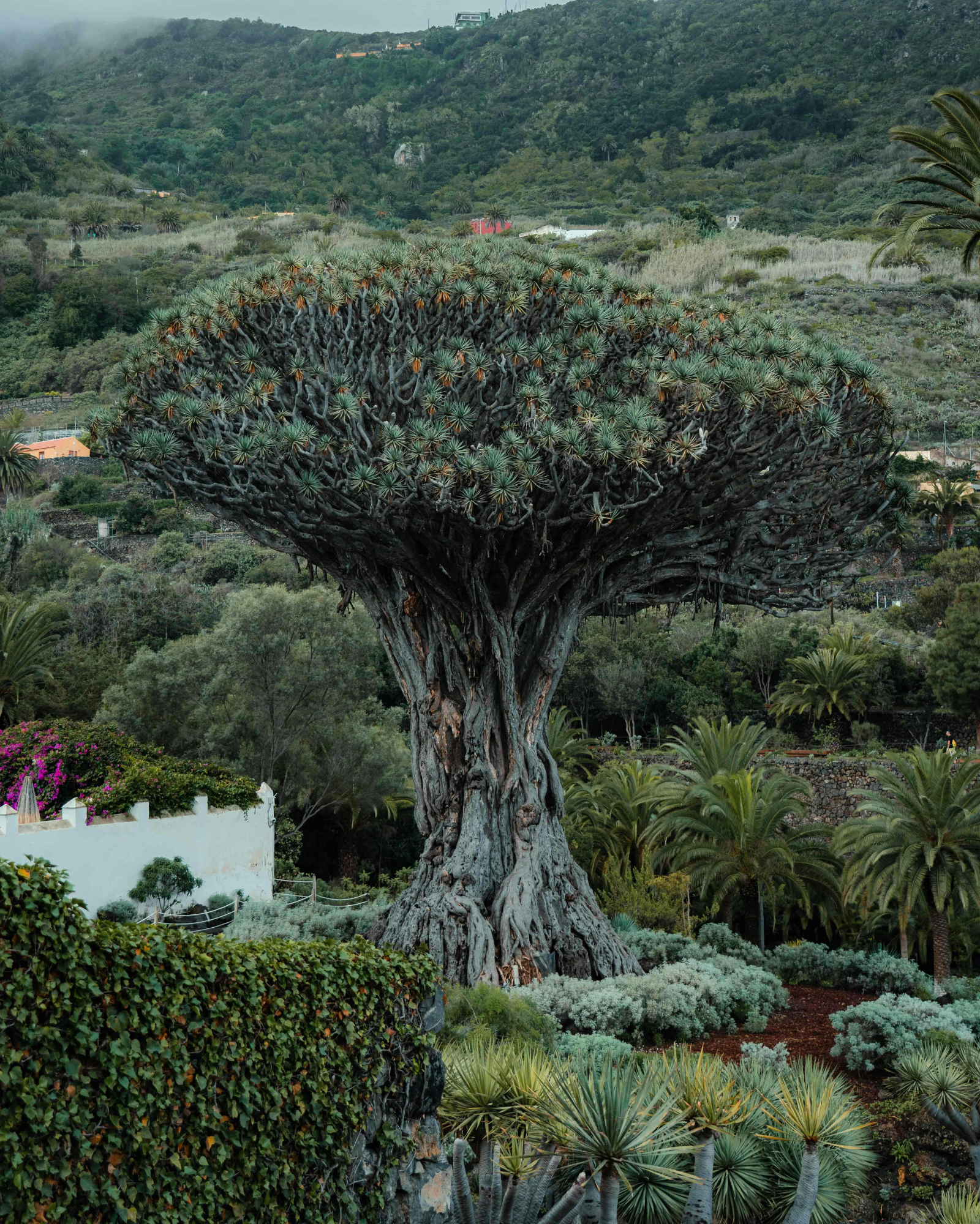 A lush dragon tree. Dragon's Blood fragrance oil by Scentivore. 