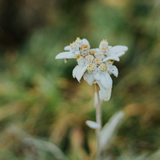 Edelweiss