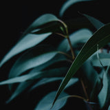 Up-close picture of Eucalyptus leaves. Eucalyptus fragrance oil by Scentivore. 