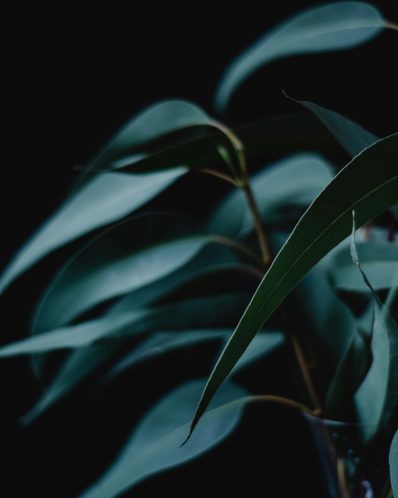 Up-close picture of Eucalyptus leaves. Eucalyptus fragrance oil by Scentivore. 