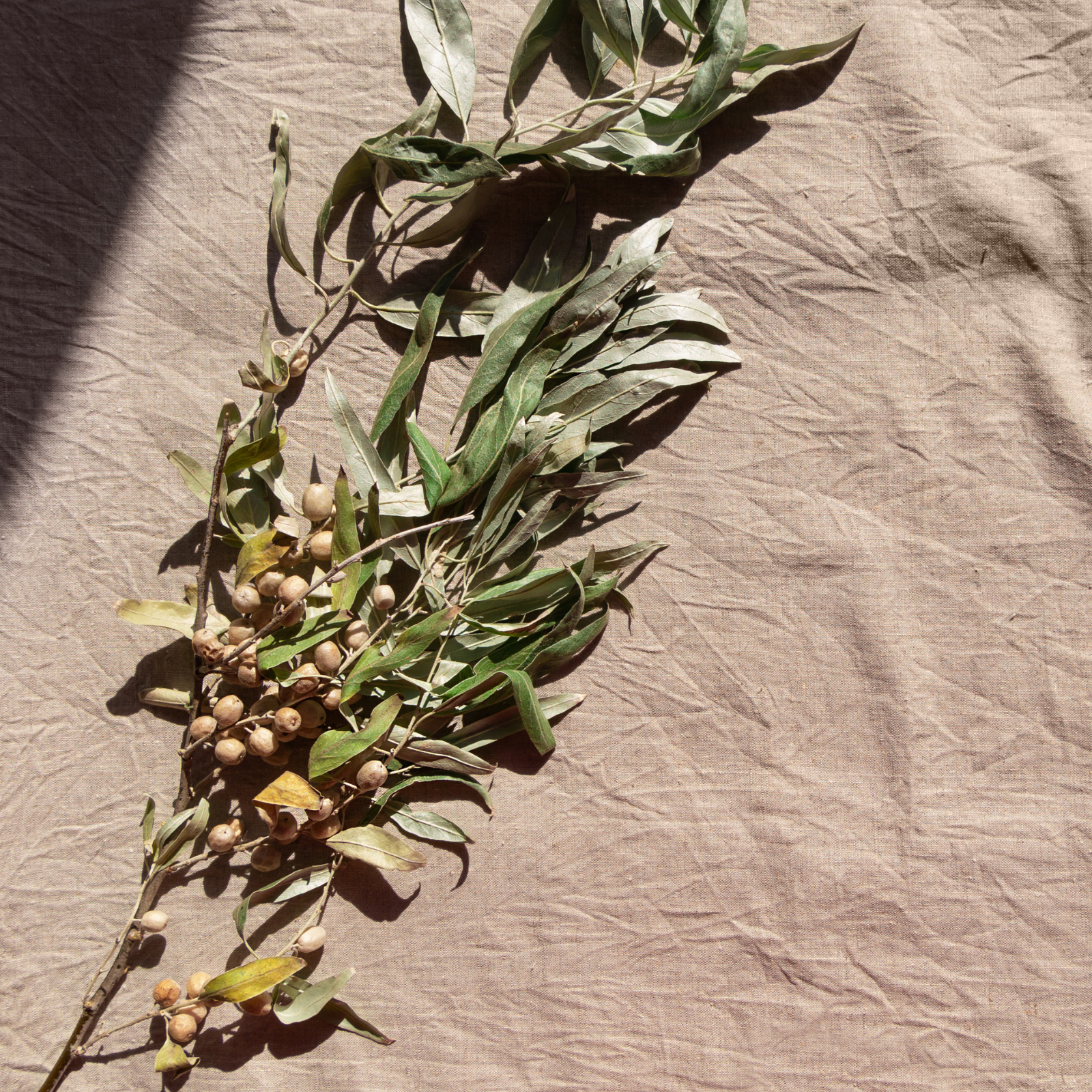 Festive herbs on a linen. Festival Linens scent by Scentivore. Fragrance oil for candle and soap-making. 