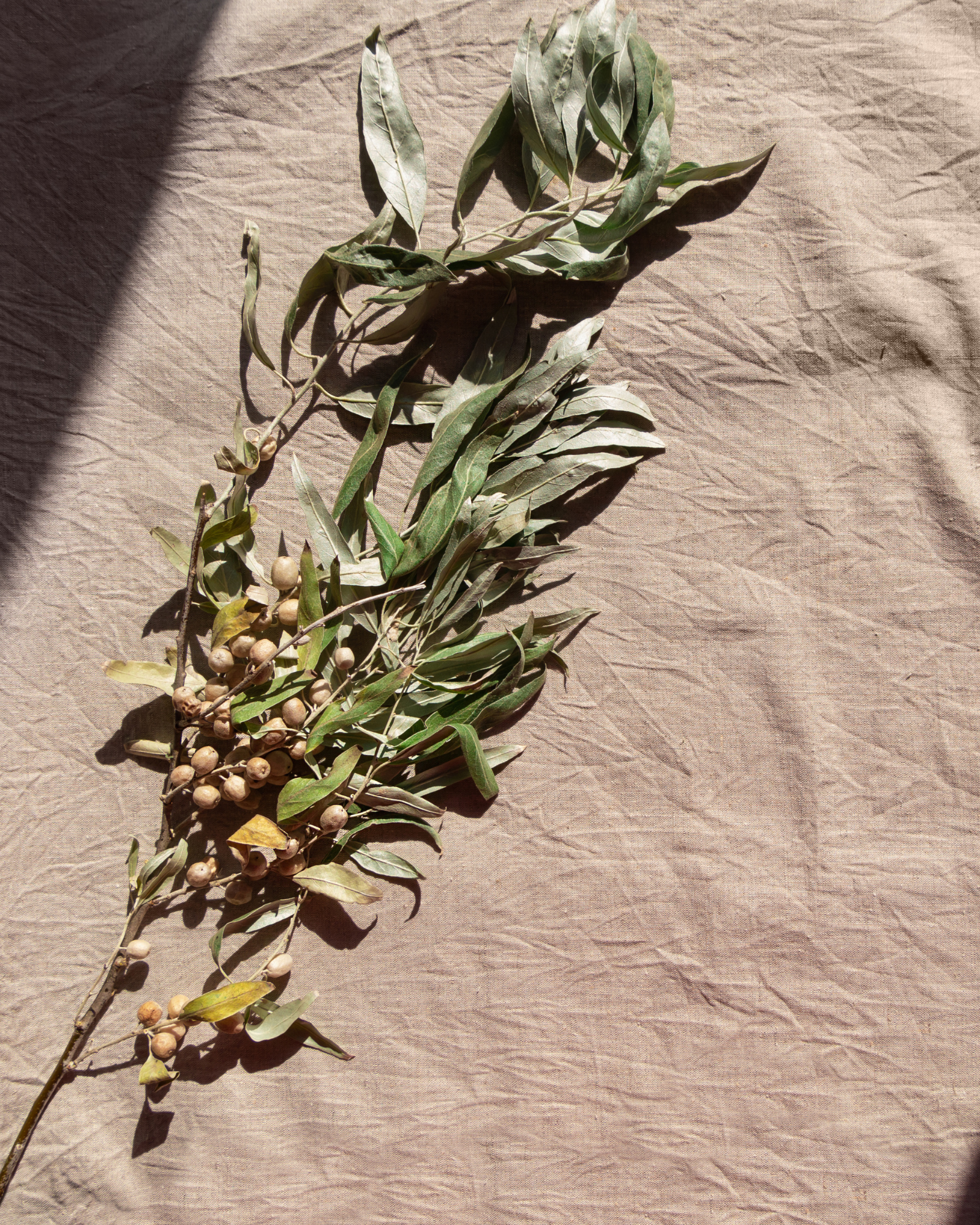 Festive herbs on a linen. Festival Linens scent by Scentivore. Fragrance oil for candle and soap-making. 