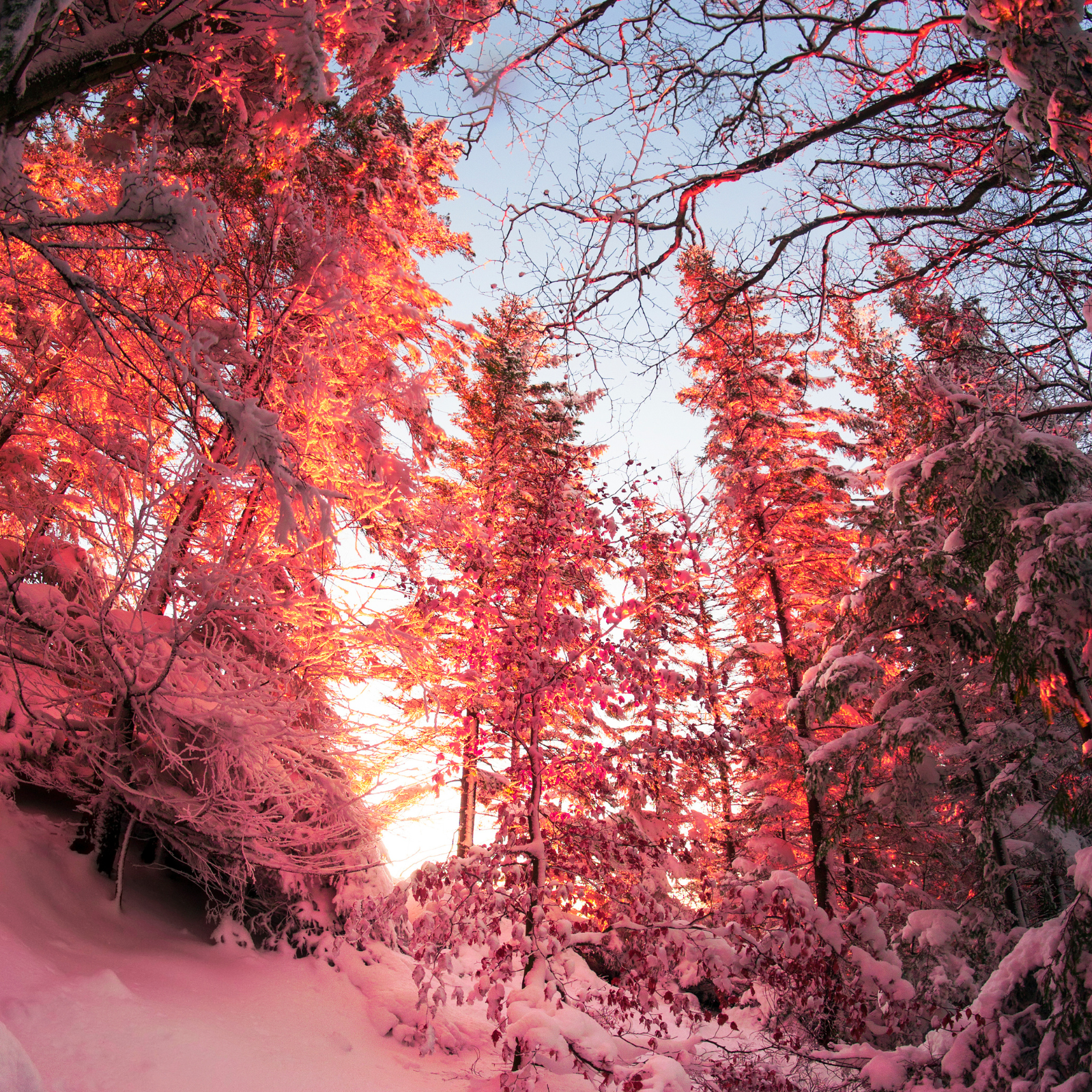 Early morning in a frosty forest. Frosty Forest fragrance by Scentivore. Wholesale fragrance oil supplier. 