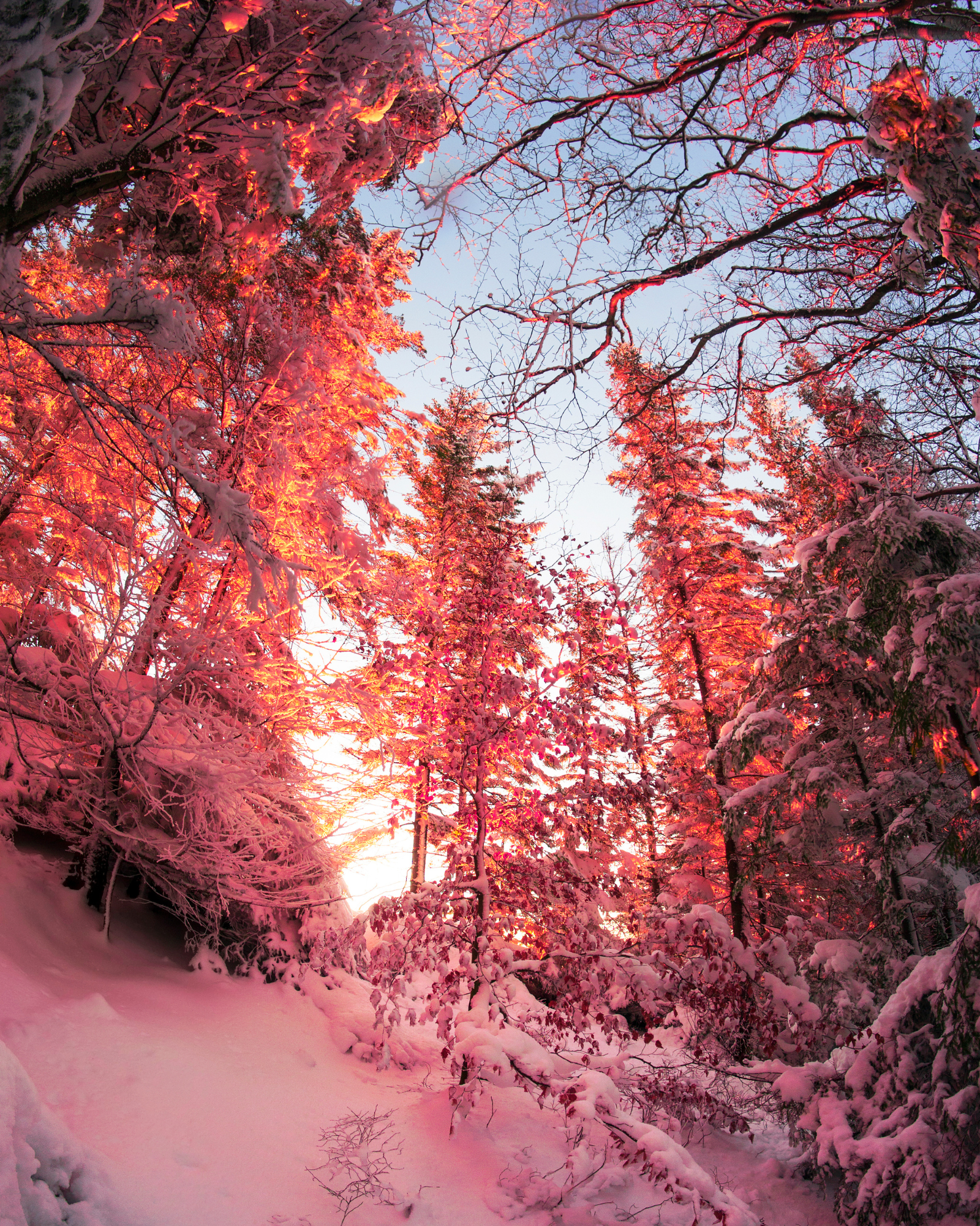 Early morning in a frosty forest. Frosty Forest fragrance by Scentivore. Wholesale fragrance oil supplier. 