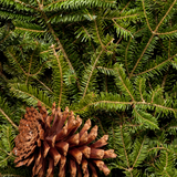 Fir and leaves. Frasier Fir by Scentivore. Fragrance oil for soaps and candles. 