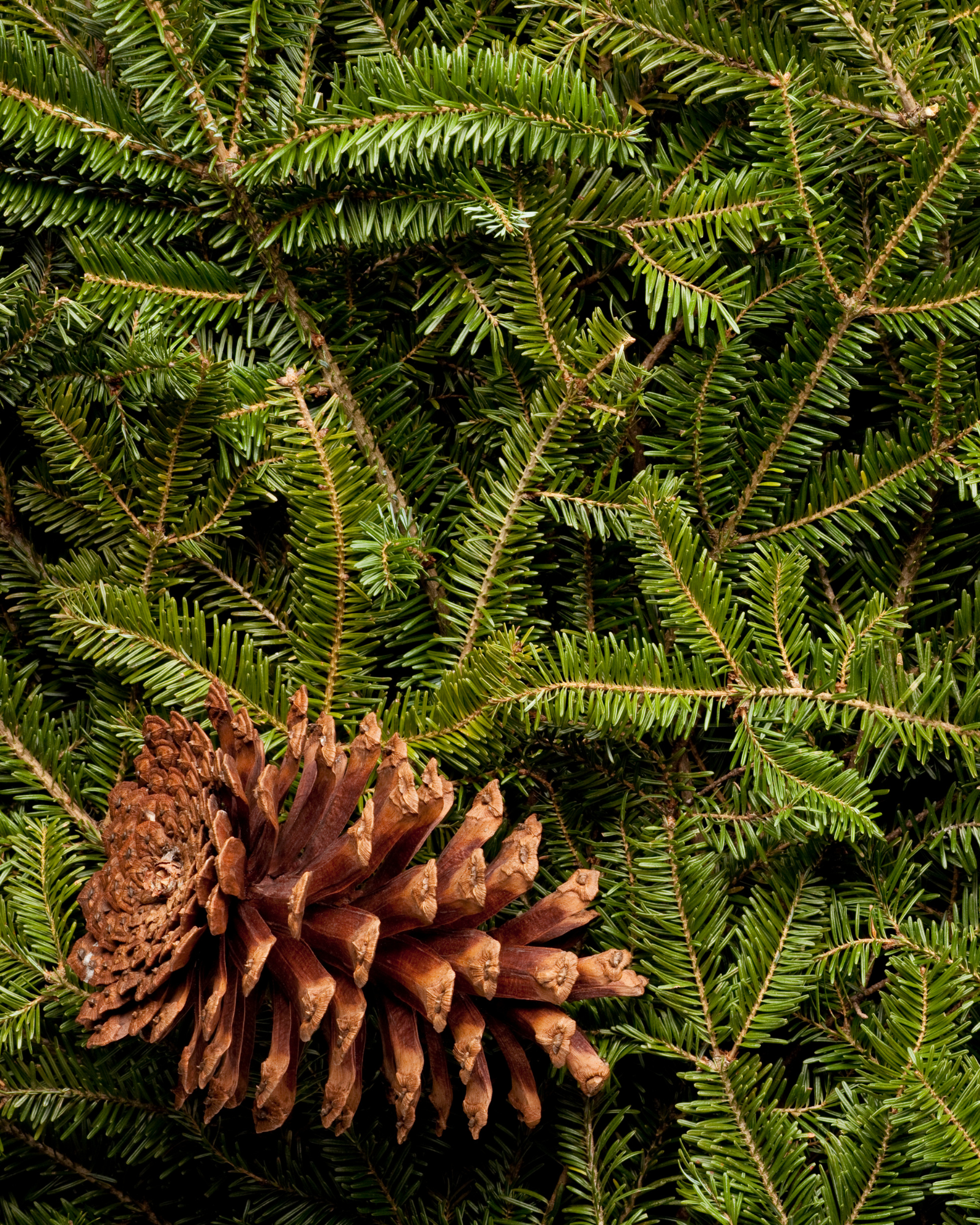 Fir and leaves. Frasier Fir by Scentivore. Fragrance oil for soaps and candles. 