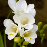 Freesia & Cotton Blossom