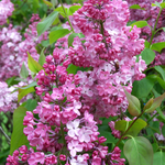 Blooms of French Lilac. French Lilac Blooms by Scentivore. Fragrance for soap and candle-making.