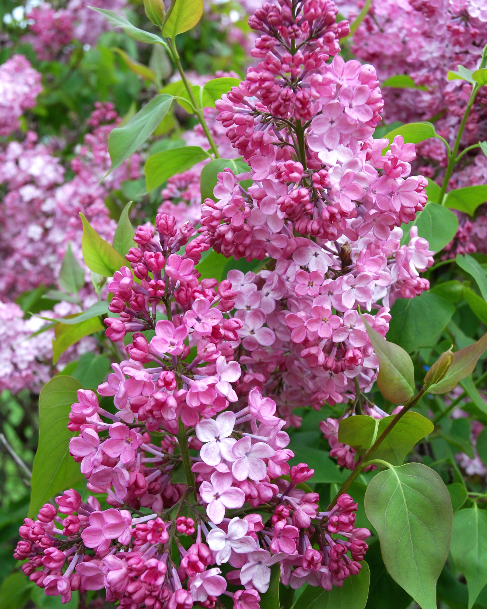 Blooms of French Lilac. French Lilac Blooms by Scentivore. Fragrance for soap and candle-making.