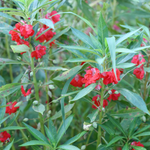 Rose balsam in blooms. Fresh Balsam fragrance oil by Scentivore.