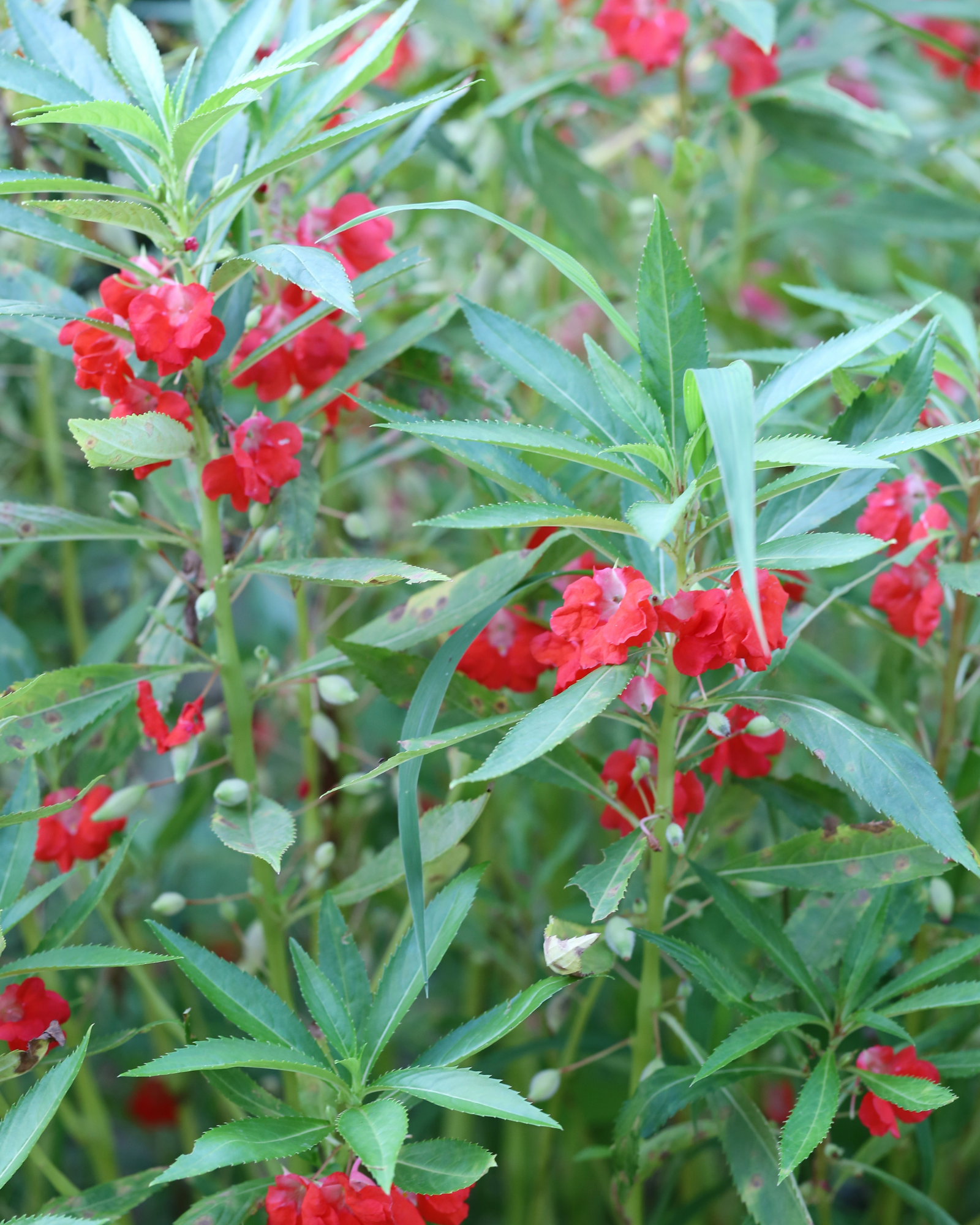 Rose balsam in blooms. Fresh Balsam fragrance oil by Scentivore.