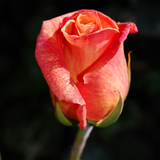 A stalk of rose. Fresh Rose fragrance oil for soap and candle making. 