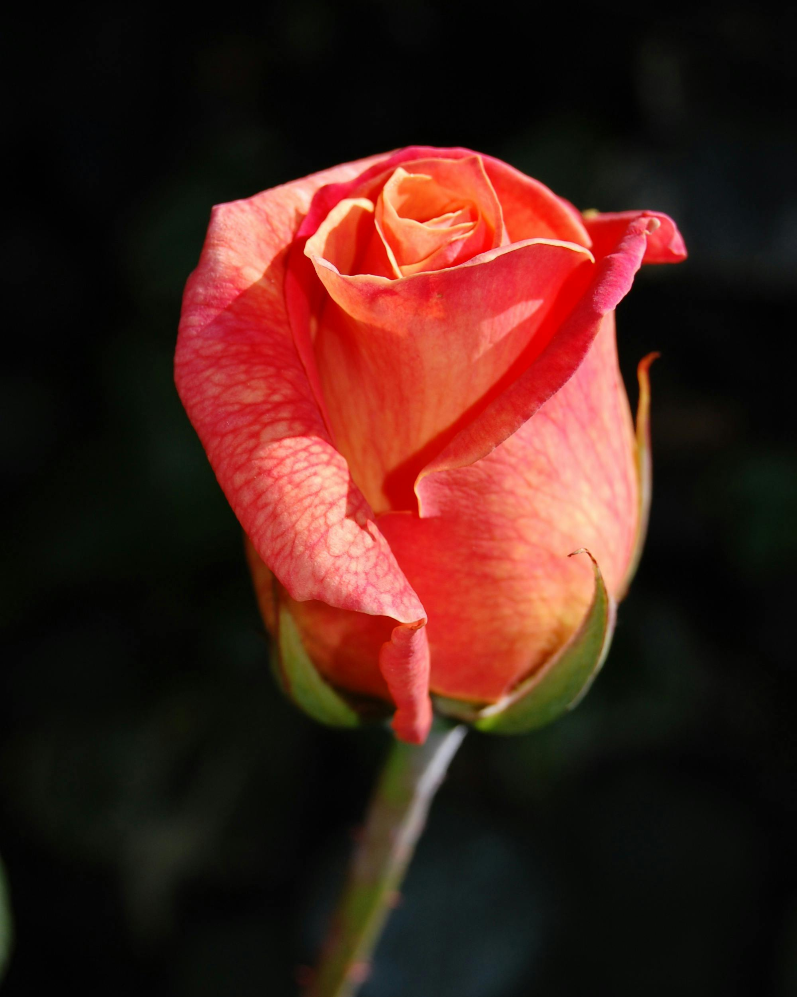 A stalk of rose. Fresh Rose fragrance oil for soap and candle making. 