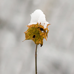 Fresh Snow on a leaf. Fresh Snow by Scentivore. Fragrance oil for soap making.