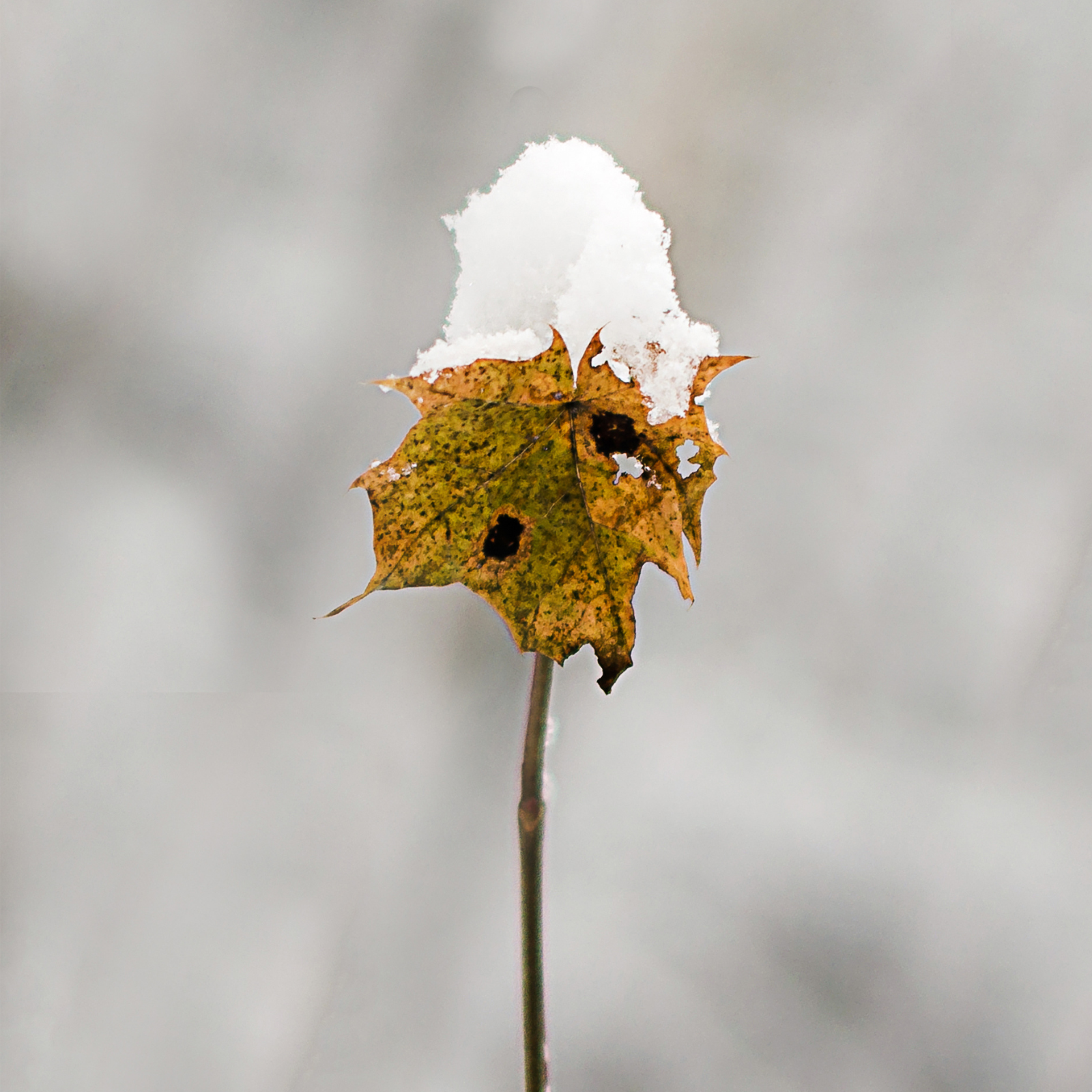 Fresh Snow on a leaf. Fresh Snow by Scentivore. Fragrance oil for soap making.