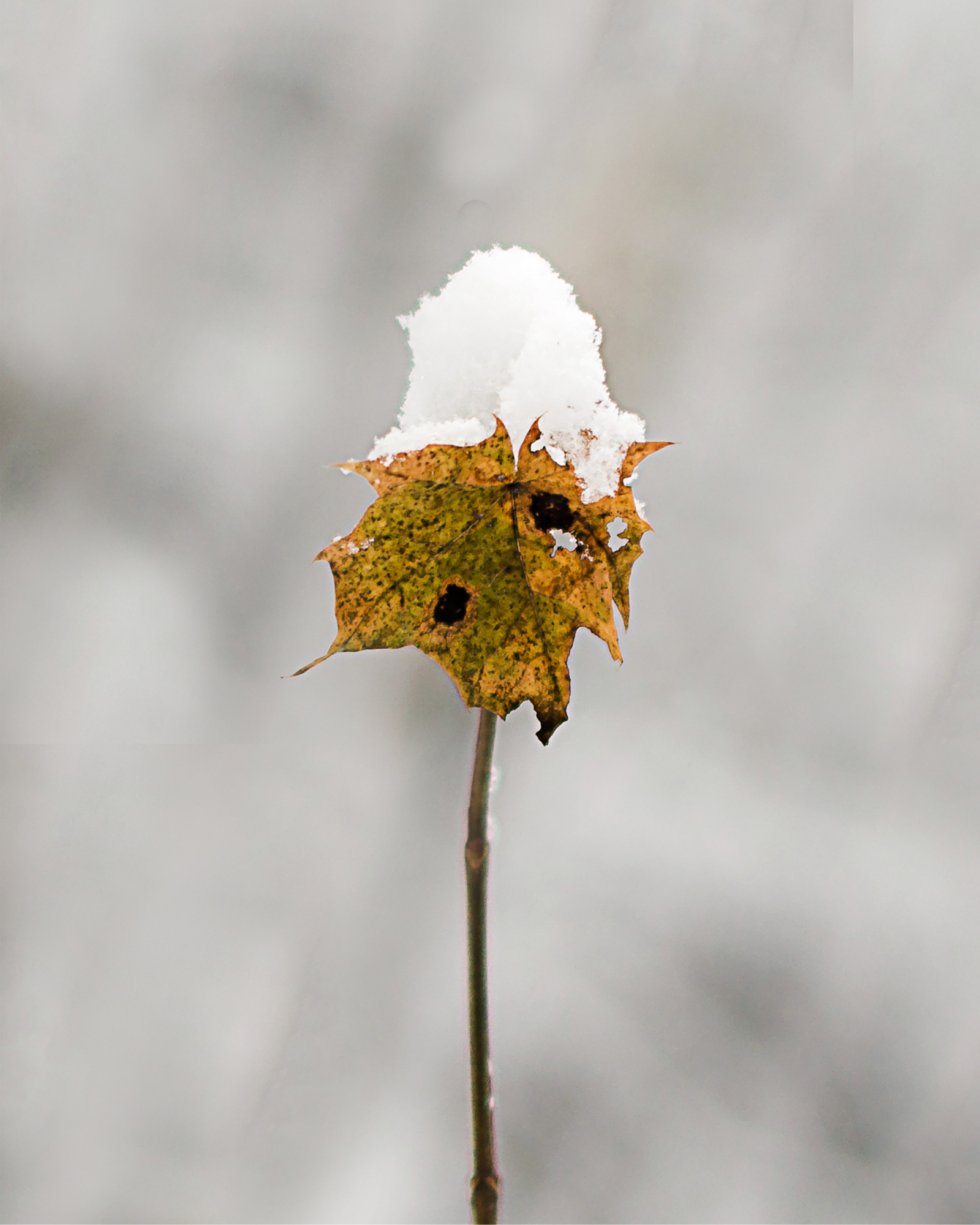 Fresh Snow on a leaf. Fresh Snow by Scentivore. Fragrance oil for soap making.