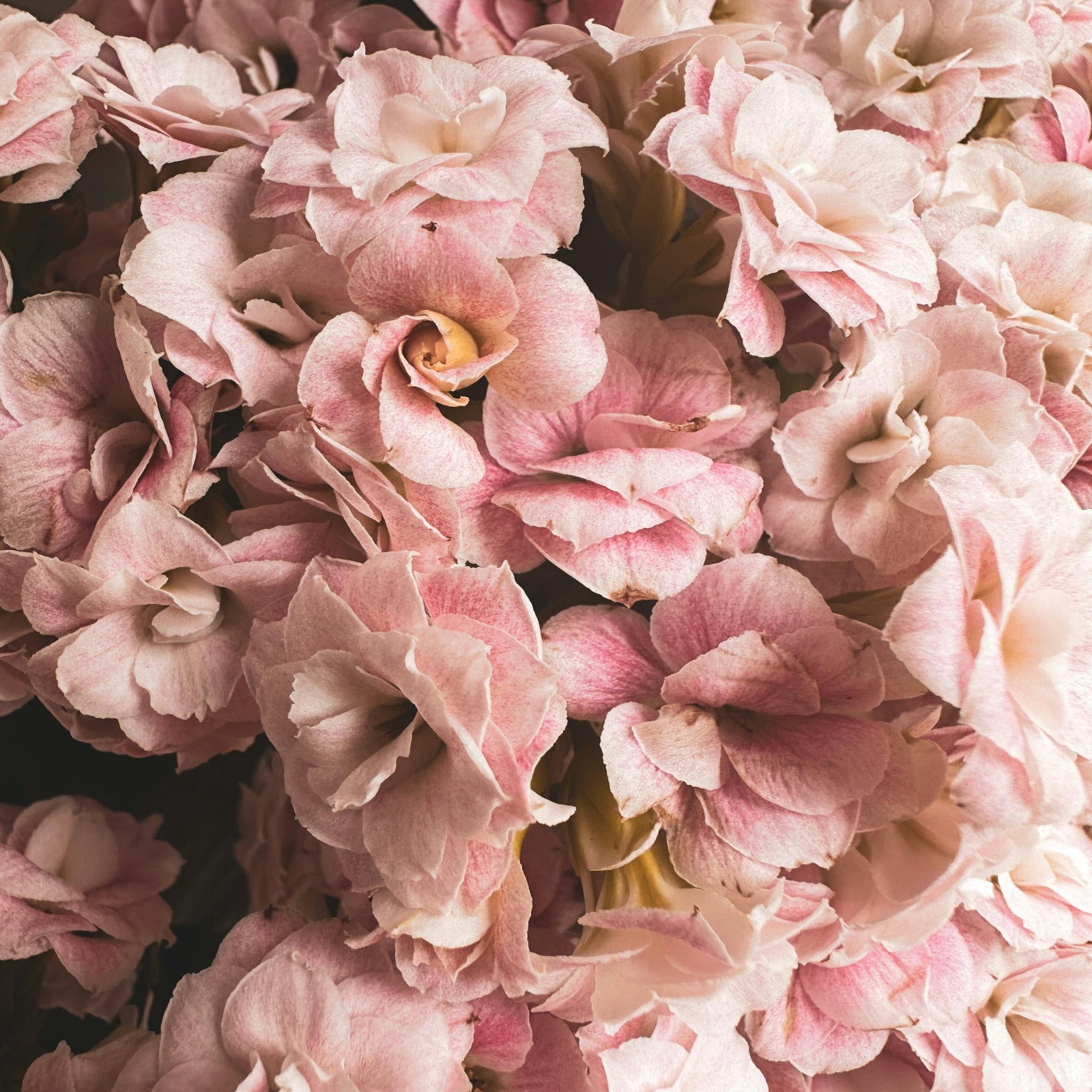 Pink gardenia flowers. Gardenia + Powdery Musk fragrance oil by Scentivore for candle-making.