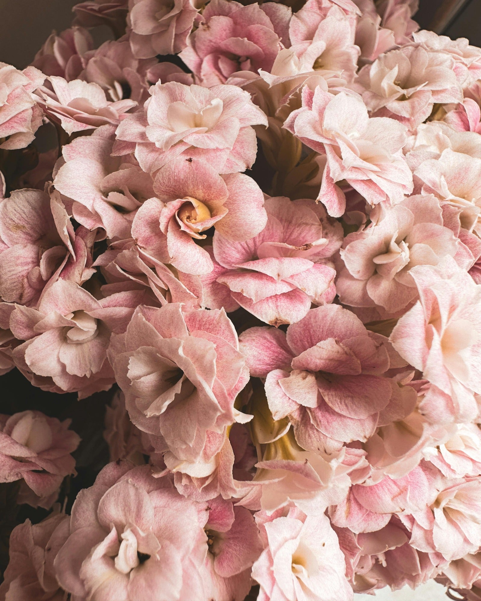 Pink gardenia flowers. Gardenia + Powdery Musk fragrance oil by Scentivore for candle-making.