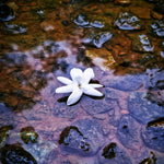 A jasmine flower floating on the river. Gardenia and Sweet Jasmine fragrance oil by Scentivore. 