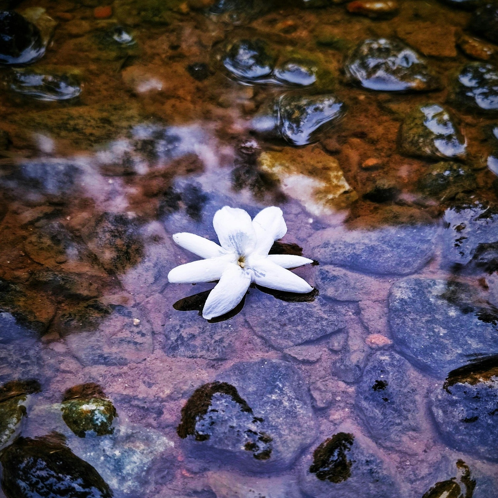 A jasmine flower floating on the river. Gardenia and Sweet Jasmine fragrance oil by Scentivore. 