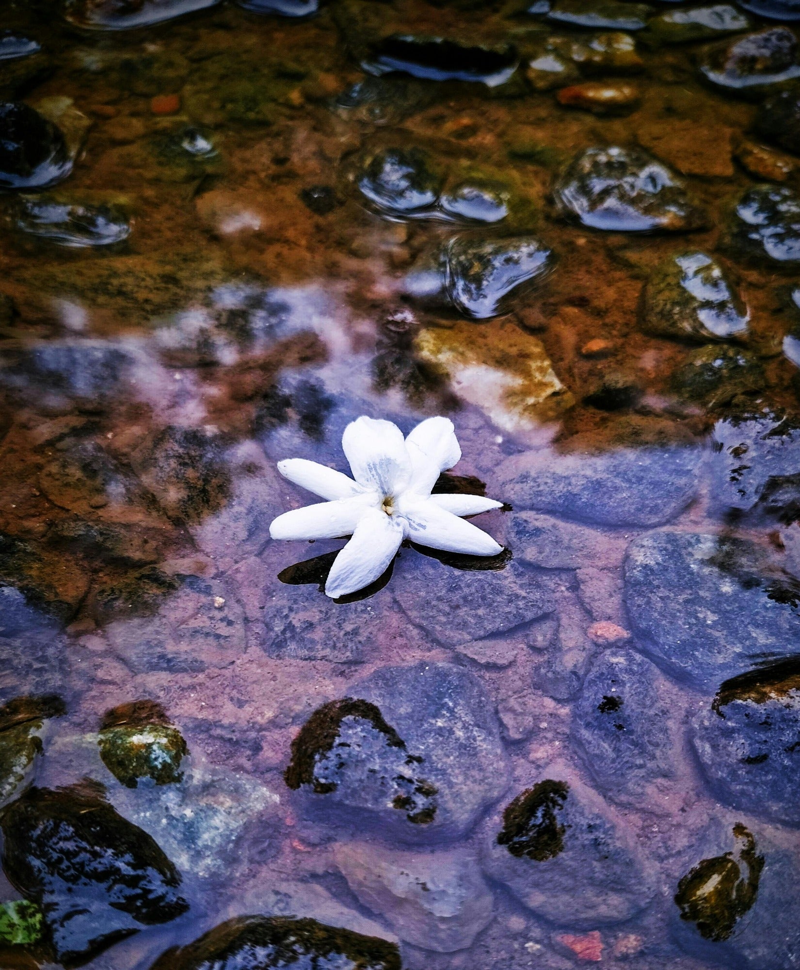 A jasmine flower floating on the river. Gardenia and Sweet Jasmine fragrance oil by Scentivore. 