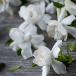 Gardenia blooms. Gardenia + Sweet Mango fragrance oil by Scentivore. For soap and candle making.