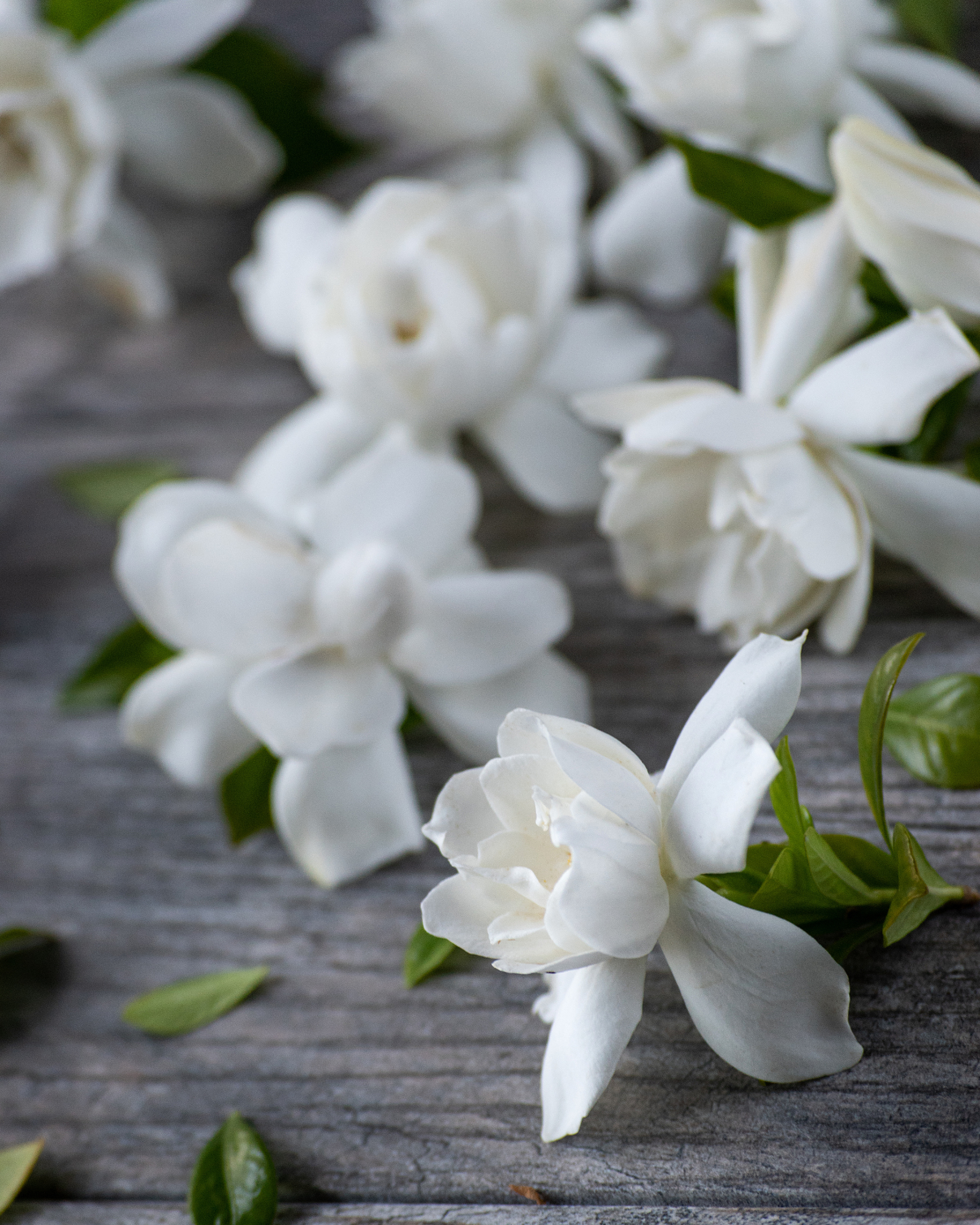 Gardenia blooms. Gardenia + Sweet Mango fragrance oil by Scentivore. For soap and candle making.