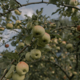 Green apple orchard. Green Apple Orchard by Scentivore. Fragrance oil for soap and candle making. 