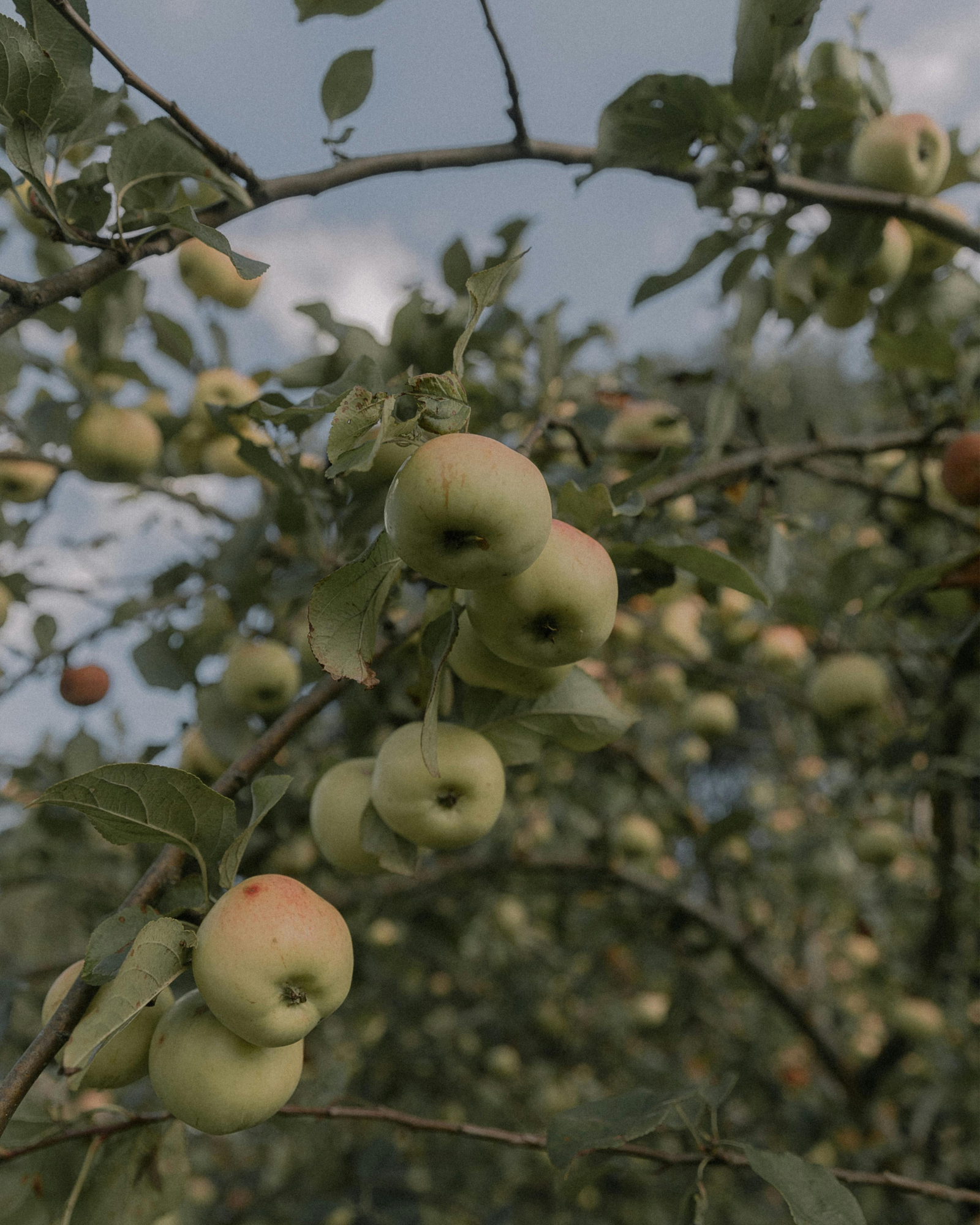 Green apple orchard. Green Apple Orchard by Scentivore. Fragrance oil for soap and candle making. 