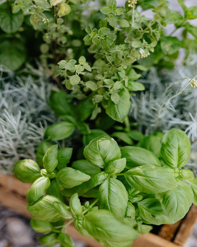 Herb display. Herbaceous fragrance oil by Scentivore.