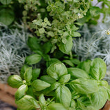 Herb display. Herbaceous fragrance oil by Scentivore.