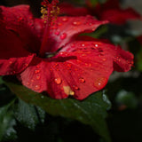 Morning dews on a hibiscus. Hibiscus Water fragrance oil by Scentivore. 