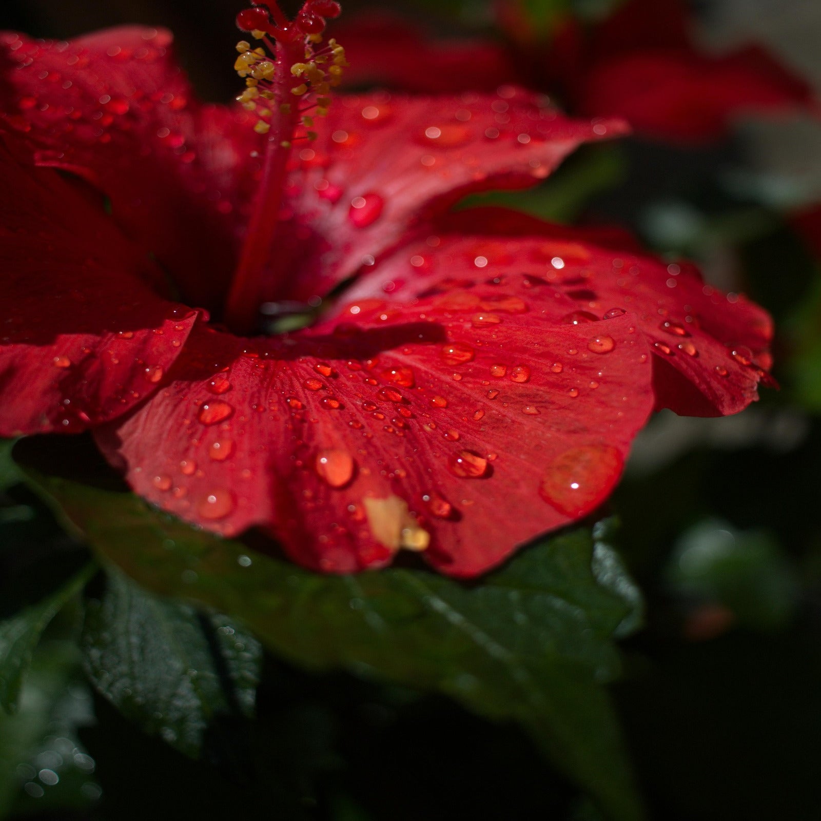 Morning dews on a hibiscus. Hibiscus Water fragrance oil by Scentivore. 