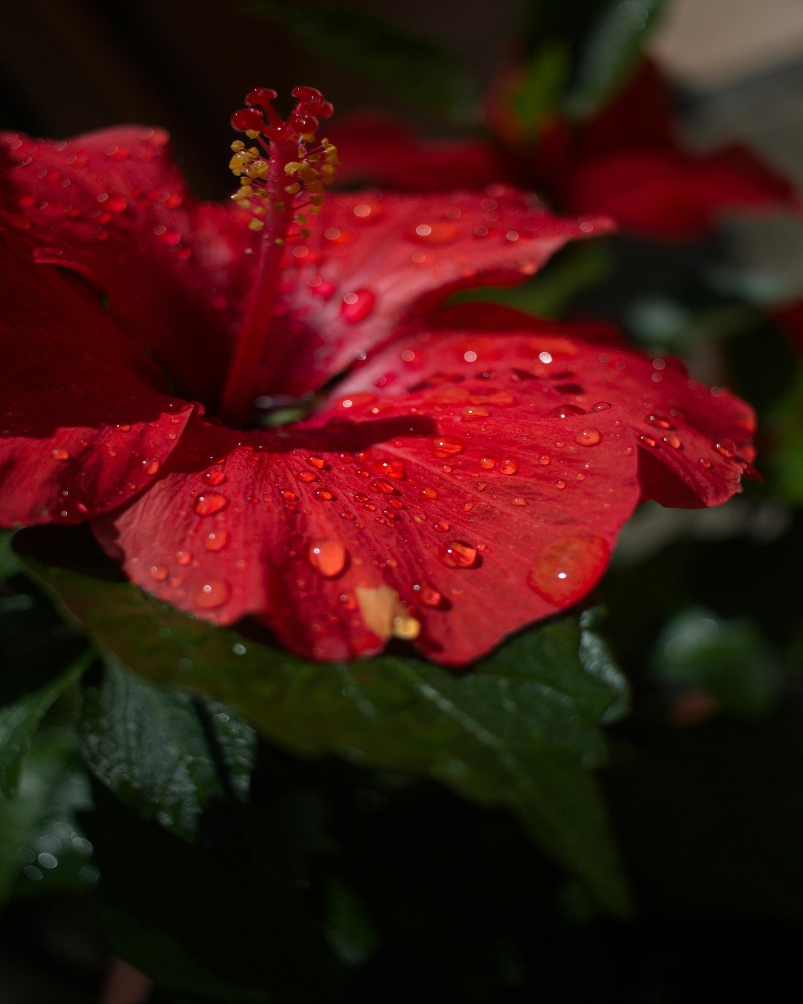 Morning dews on a hibiscus. Hibiscus Water fragrance oil by Scentivore. 