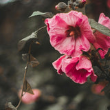 Beautiful hibiscus flower. Hibiscus & Ylang Ylang fragrance oil by Scentivore. 