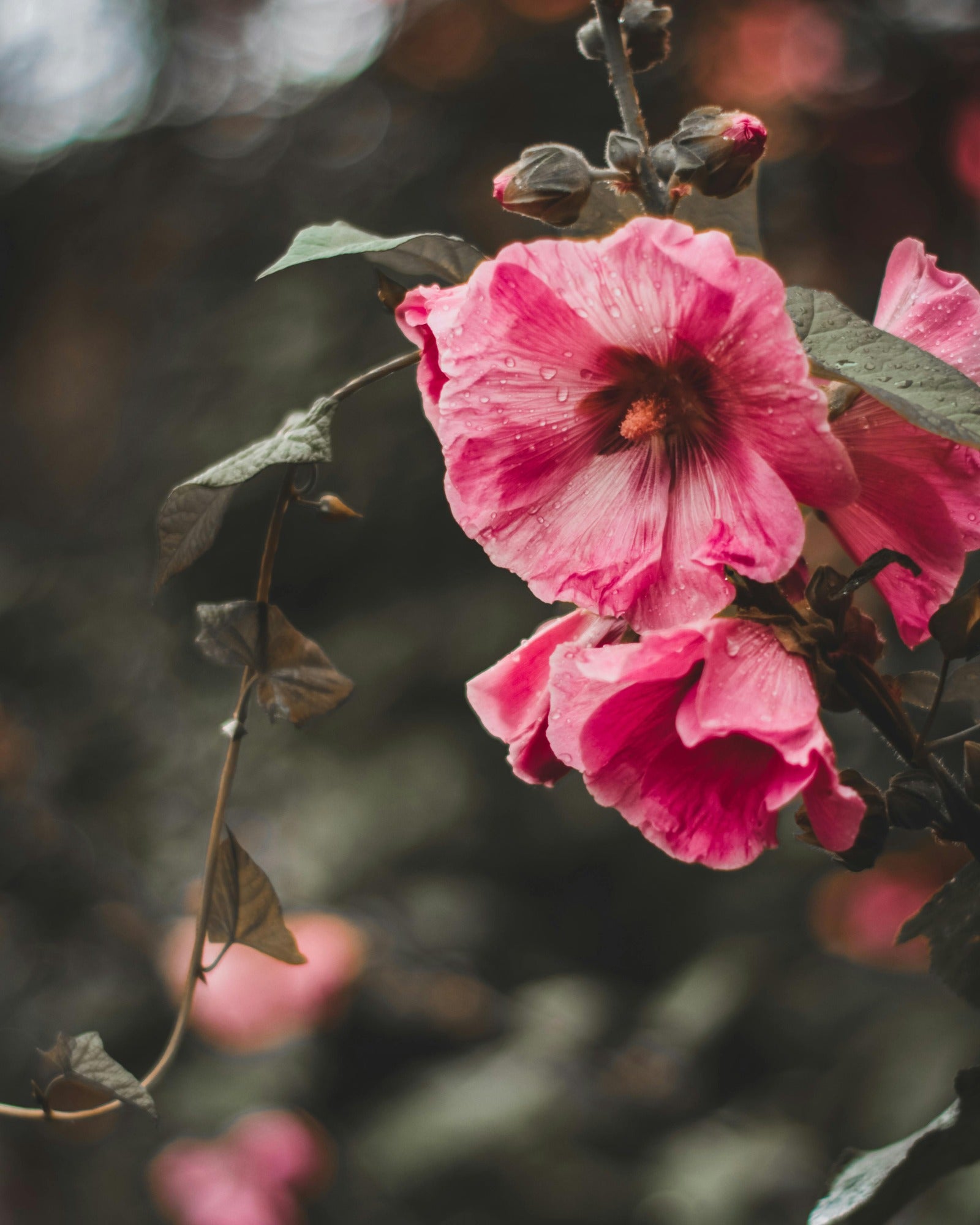 Beautiful hibiscus flower. Hibiscus & Ylang Ylang fragrance oil by Scentivore. 