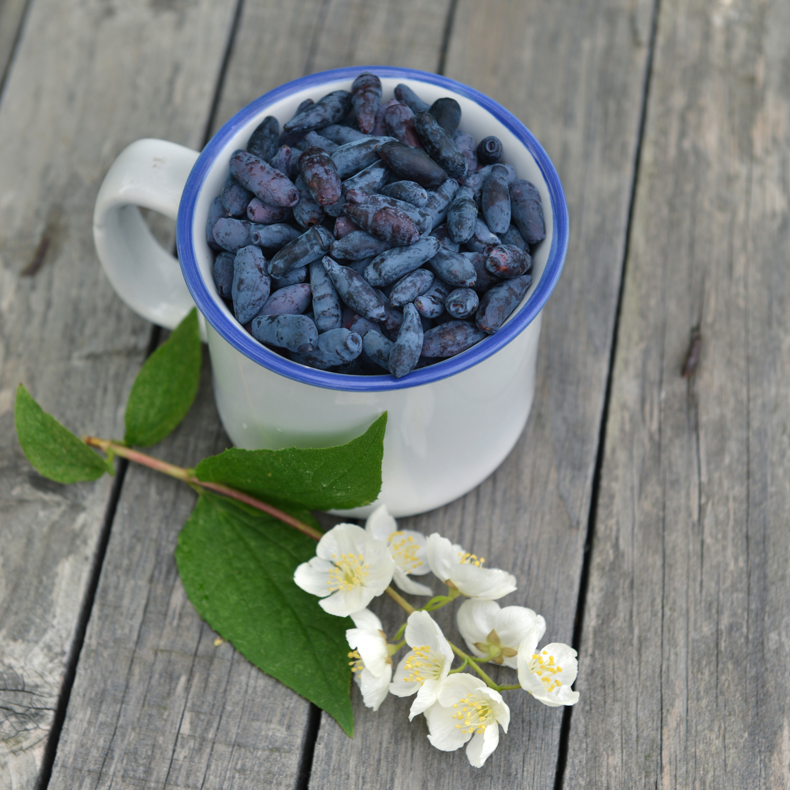 Honeysuckle berries in a cup and jasmine flowers. Honeysuckle + Jasmine by Scentivore. Fragrance oil for soaps and candles.