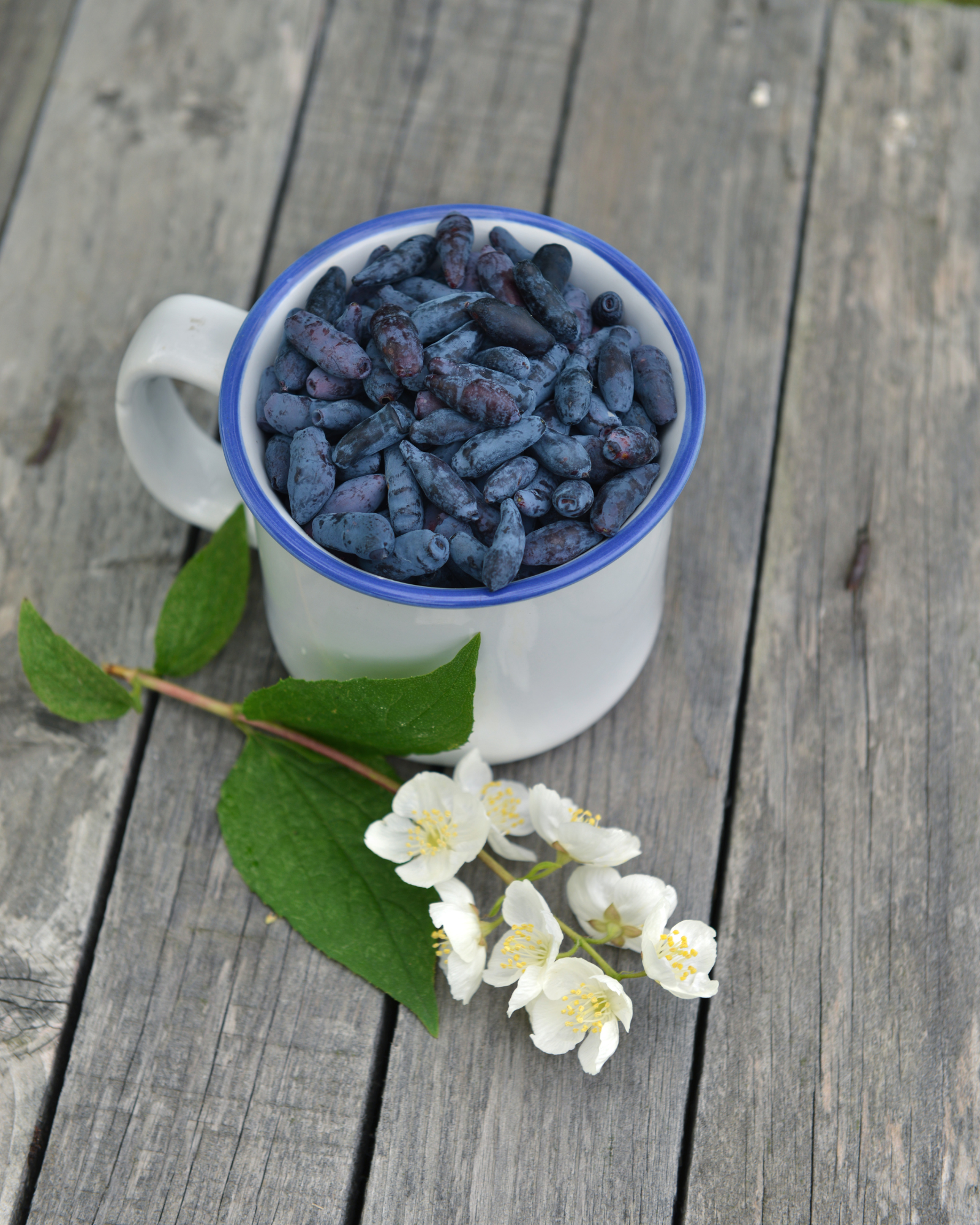 Honeysuckle berries in a cup and jasmine flowers. Honeysuckle + Jasmine by Scentivore. Fragrance oil for soaps and candles.