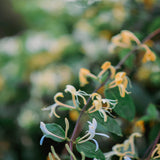 Blooming honeysuckle flowers. Honeysuckle Garden fragrance oil by Scentivore.