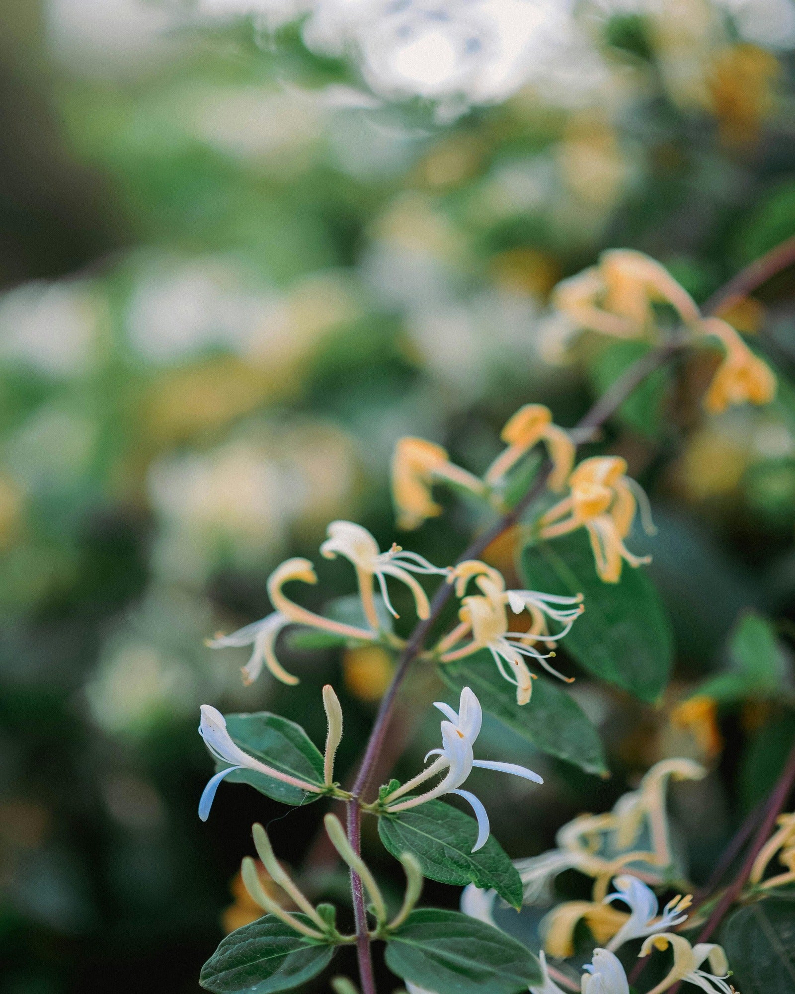 Blooming honeysuckle flowers. Honeysuckle Garden fragrance oil by Scentivore.