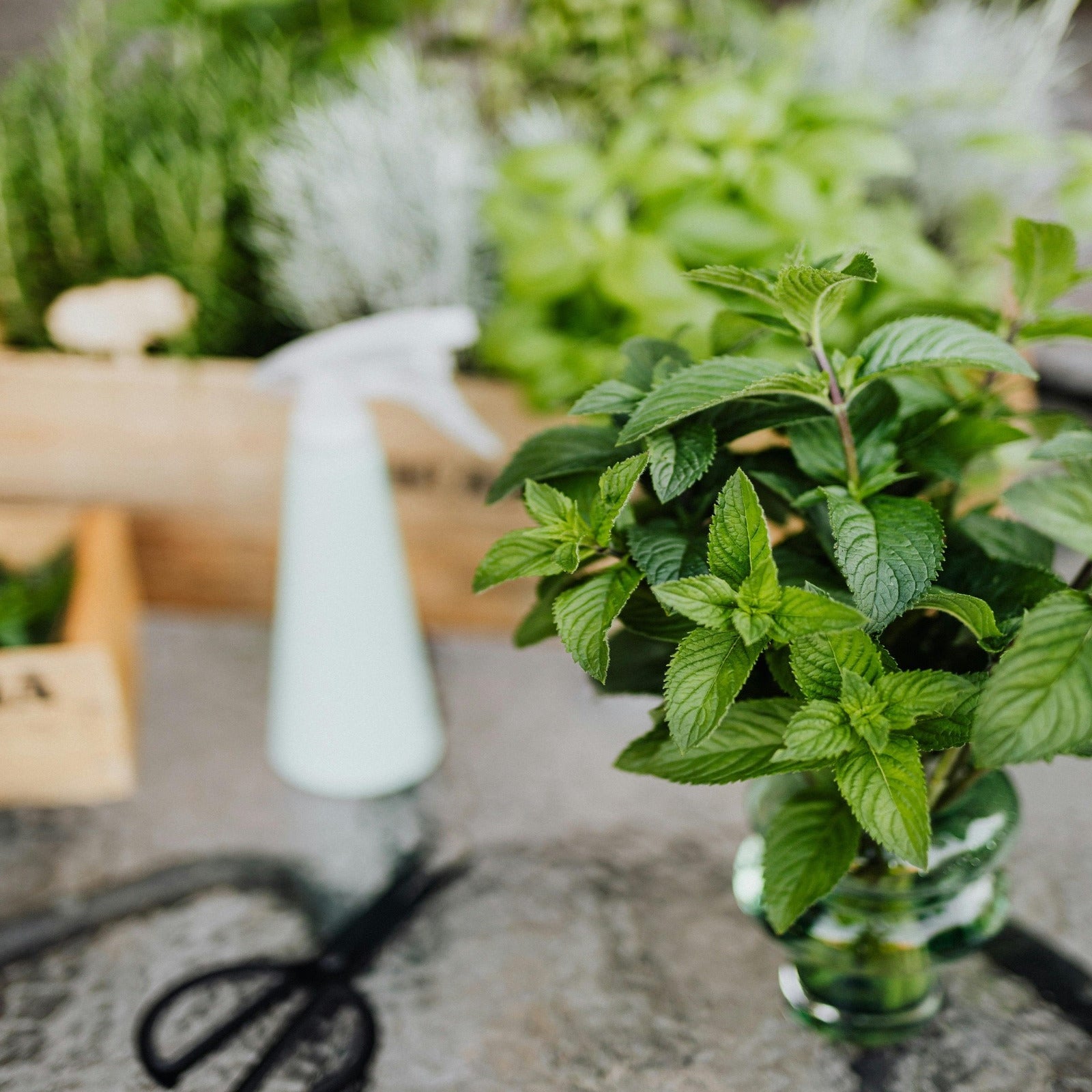 Fresh mint harvest. Icy Cool Peppermint fragrance oil by Scentivore.