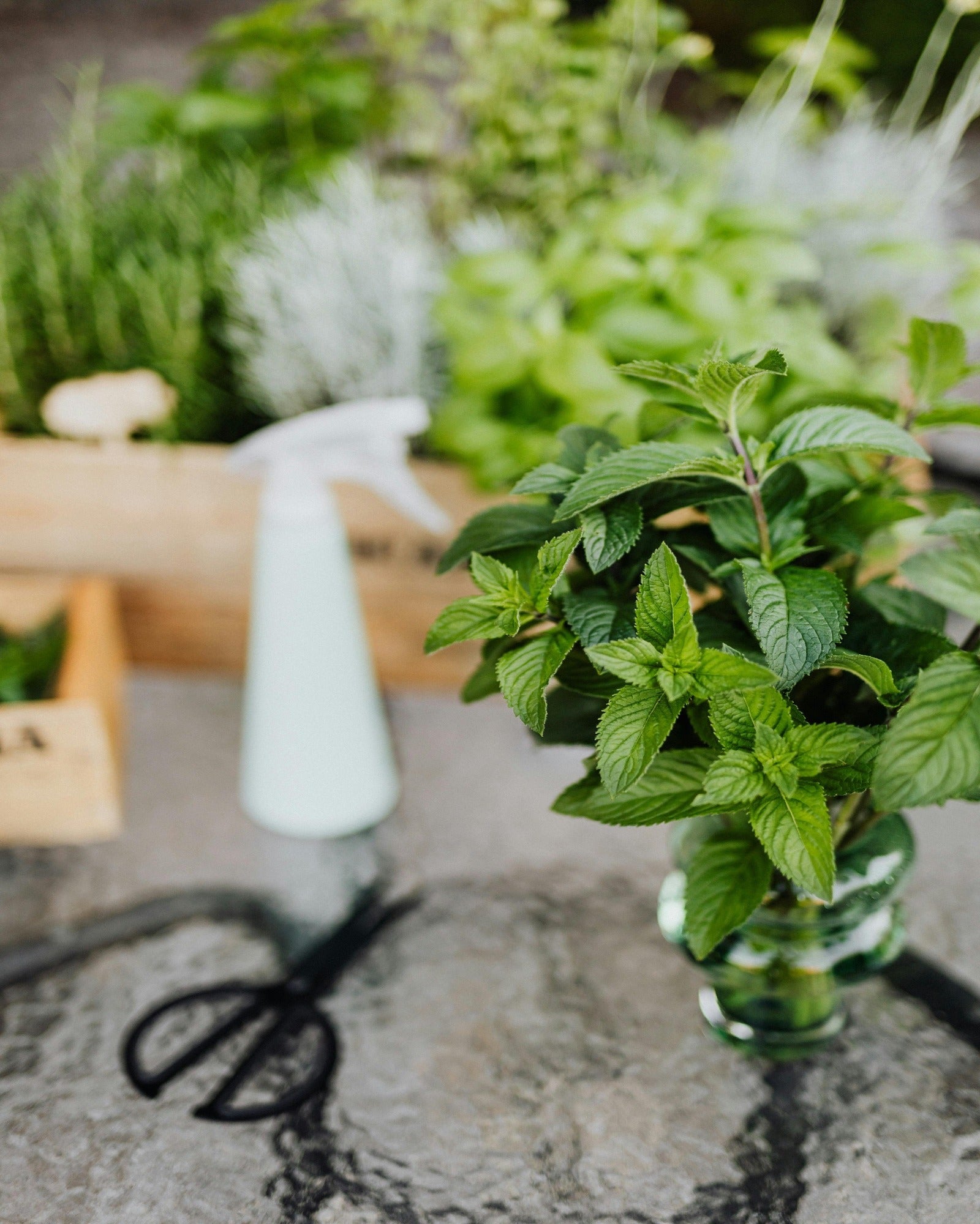 Fresh mint harvest. Icy Cool Peppermint fragrance oil by Scentivore.