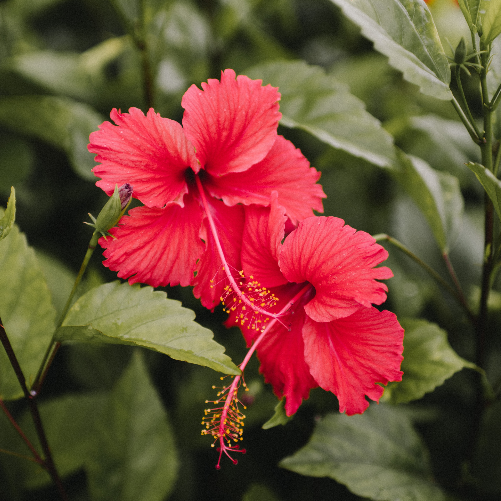 Hibiscus flowers and leaves. Island Hibiscus fragrance oil for soap and candle-making