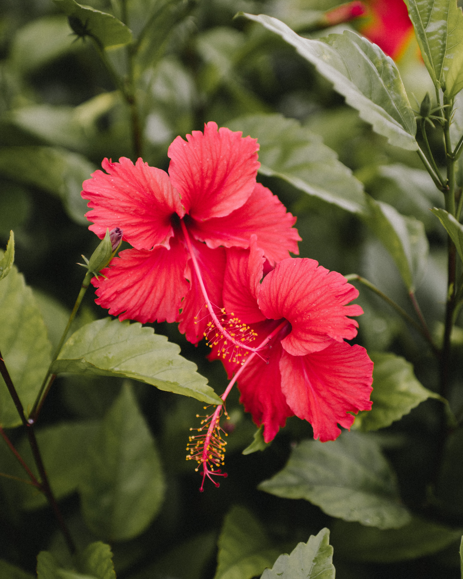 Hibiscus flowers and leaves. Island Hibiscus fragrance oil for soap and candle-making