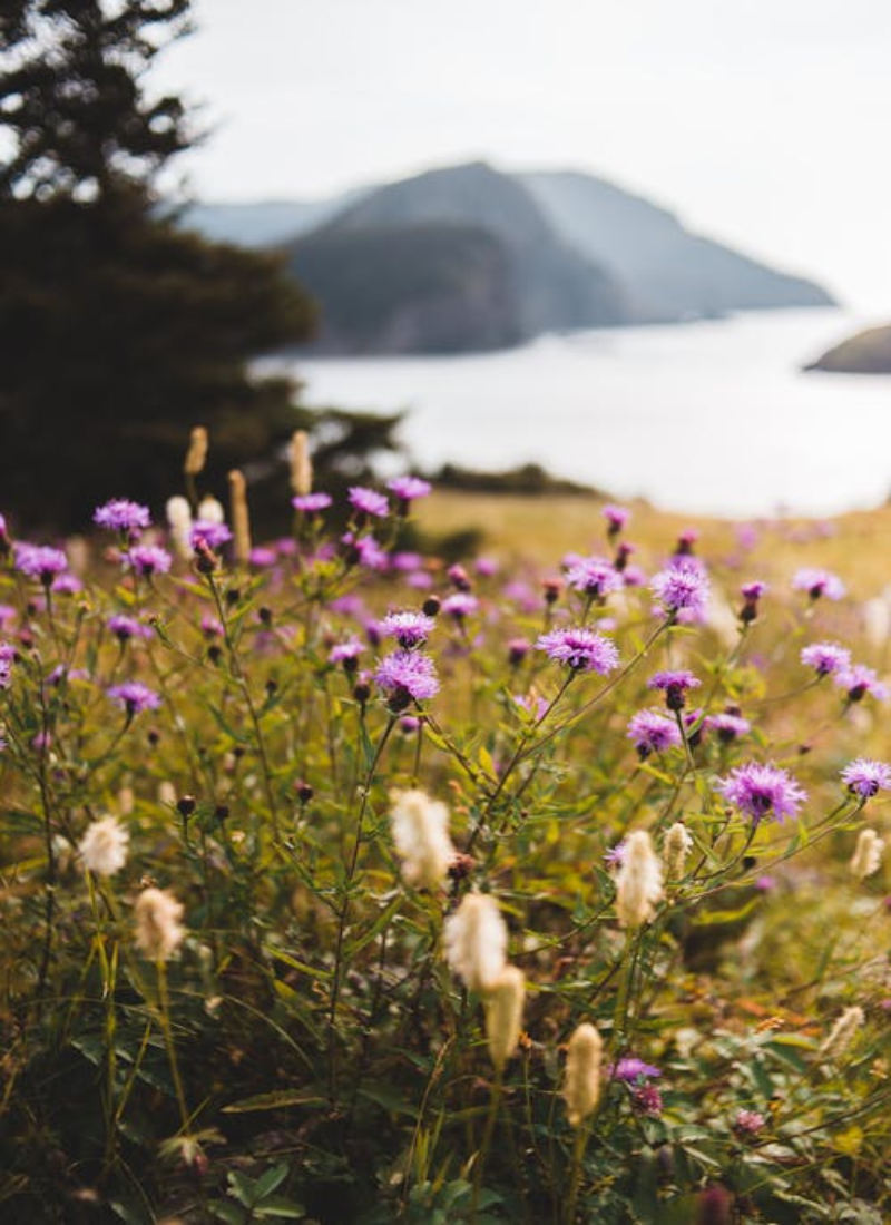 Blooms in Kiawah Island. Kiawah Island fragrance oil by Scentivore. 