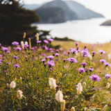 Blooms in Kiawah Island. Kiawah Island fragrance oil by Scentivore. 