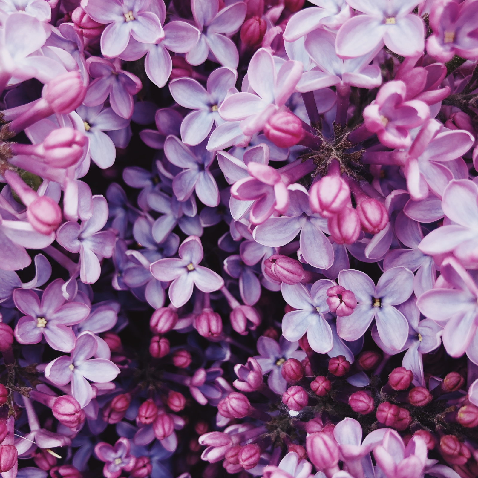 A bunch of lilac flowers. Lilac & Sandalwood Musk for soap and candlemaking. Scentivore.